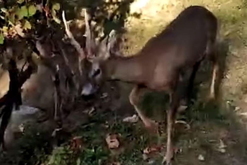 OVAKO JE SRNDAĆ NAPAO LJUDE U SELU ZABRĐE: Preskočio bodljikavu žicu i upao u dvorište, troje povređeno! (VIDEO)