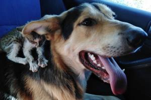 SEĆATE LI SE DRUGARA NAĐENIH NA DEPONIJI: Mače moralo na hitnu operaciju, počelo skroz da gubi snagu, a onda se pojavio pas Tom i spasao mu život! (FOTO)