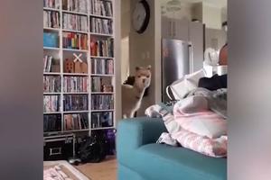 OVO DO SADA NISMO VIDELI! Čovek u kući drži džinovsku alpaku kao kućnog ljubimca! (VIDEO)