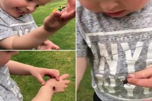 BEZ VRISKE I PANIKEI! Neustrašivi dečak uziva u igri sa paukom! (VIDEO)