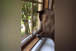 GREB, GREB, GREB UNEDOGLED! Ptičica je sletela na prozor i onda je krenuo macin bezuspešni pokušaj da je preko stakla odgurne šapom (VIDEO)