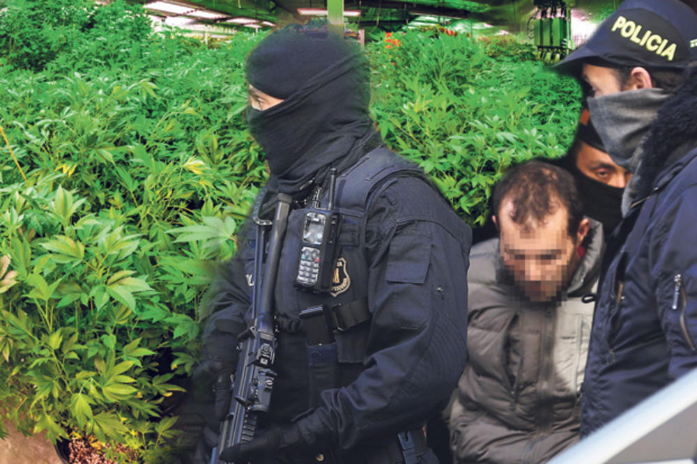 VELIKA AKCIJA ŠPANSKE POLICIJE: Šestoro Srba uhapšeno na plantažama marihuane