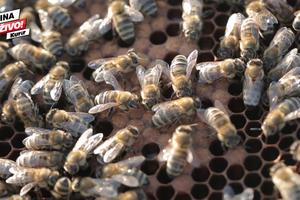 ZELENI GRAD: PČELE NE TRAŽE MNOGO, A DONOSE SLADAK PROFIT! Evo zašto je pčelarstvo postalo najpopularnija grana poljoprivrede u Beogradu! (VIDEO)