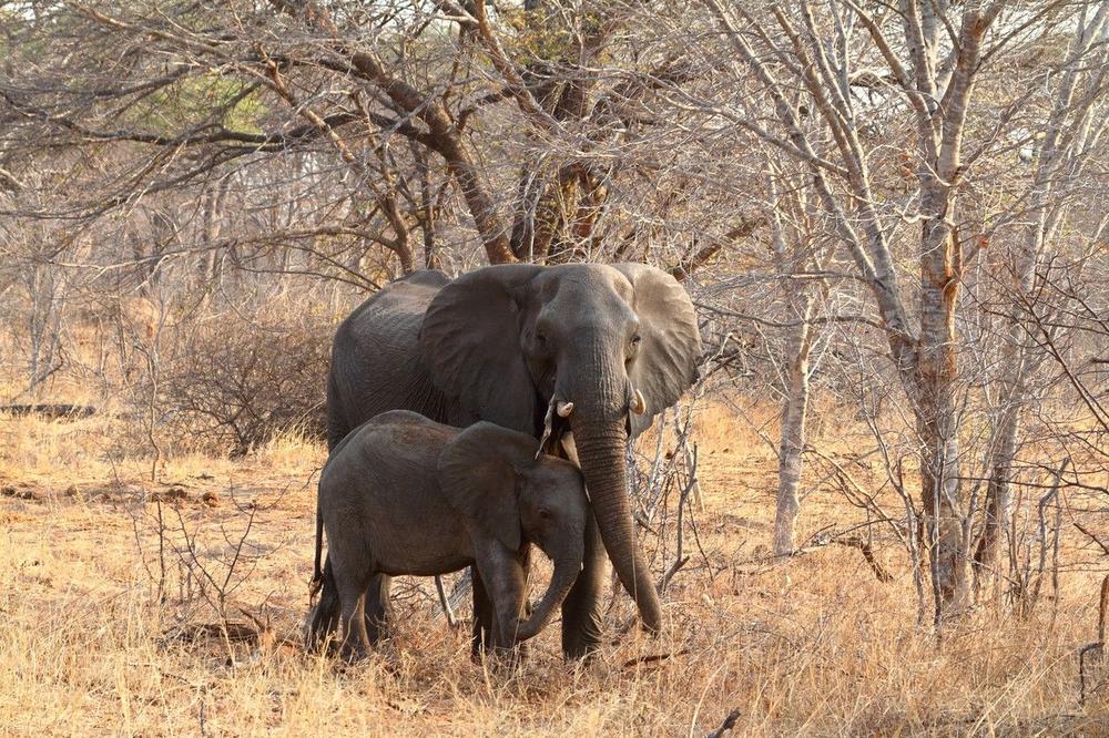 TUGA! 55 SLONOVA UMRLO OD GLADI: Kritično i za ostale životinje u nacionalnom parku u Zimbabveu!