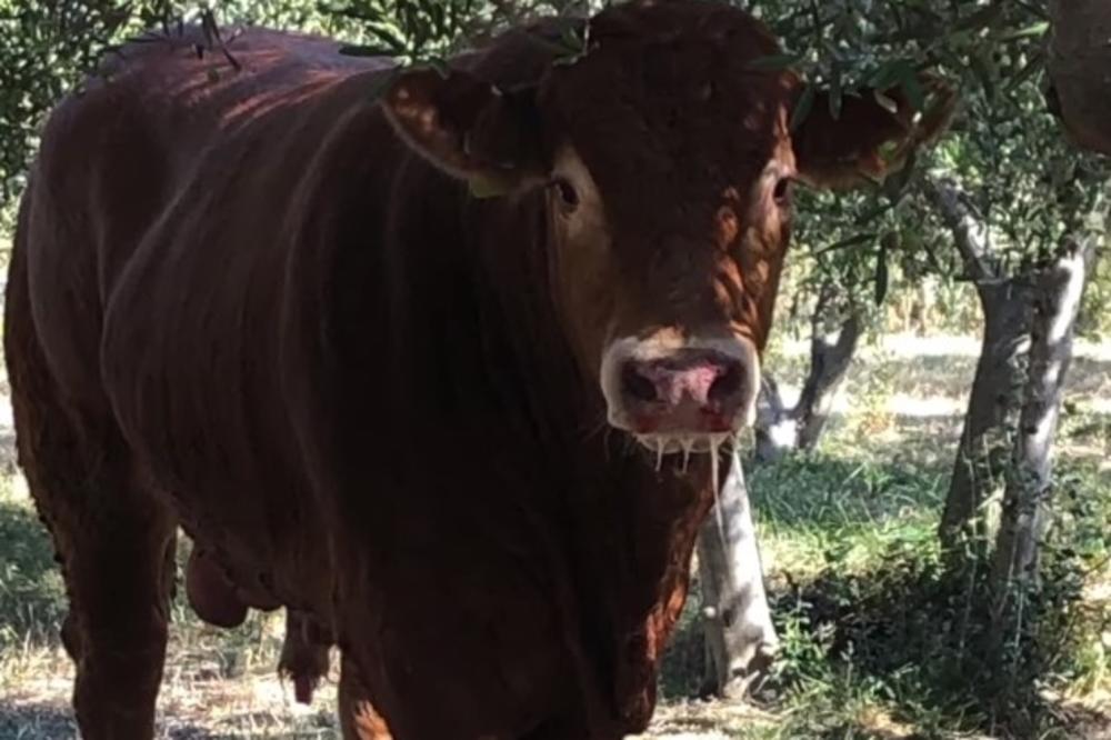 KAKO JE DŽERI POSAO SUPER BIK: Pobegao iz klanice, tražili ga dronovima, mamili kravama, i na kraju odustali! (VIDEO)
