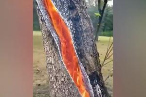 OD PRIZORA PODILAZI JEZA! Ovako izgleda drvo kada ga udari grom, naježićete se kada vidite (VIDEO)