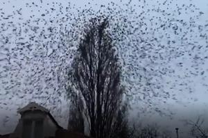 NIŠTA NIJE KAO ŠTO IZGLEDA! Čovek je snimao drvo, a nije ni slutio da je na njegovim granama stotine ptica! (VIDEO)