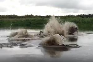 MALA BARA PUNA KROKODILA! Da li biste se okupali u ovoj reci? (VIDEO)
