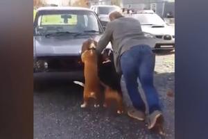 PRIJATELJI UVEK POMAŽU U NEVOLJI, ČAK IAKO NE MOGU! Dva psa su na sve načine pokušala da poguraju automobil, a evo i da li su uspeliu tome! (VIDEO)