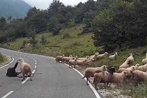 OVE OVCE NISU ZA ŠIŠANJE: Čoban nije znao šta ga je snašlo, a onda ga je OVAN UNAKAZIO od batina! (UZNEMIRUJUĆI VIDEO)