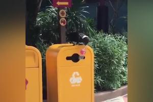 OVO DO SADA NISTE VIDELI! Vrana odvaja smeće za reciklažu, sama pronalazi plastične flaše, donosi ih i ubacuje u kontejner! (VIDEO)