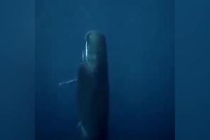 OVO DO SADA NISMO VIDELI! Evo kako spavaju kitovi u dubinama okeana! (VIDEO)