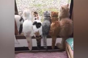 POTPUNO SU NEVEROVATNE, A TEK ONA! Pet mačaka stoji na prozoru i gleda napolje, a samo jedna je uradila ovo (VIDEO)