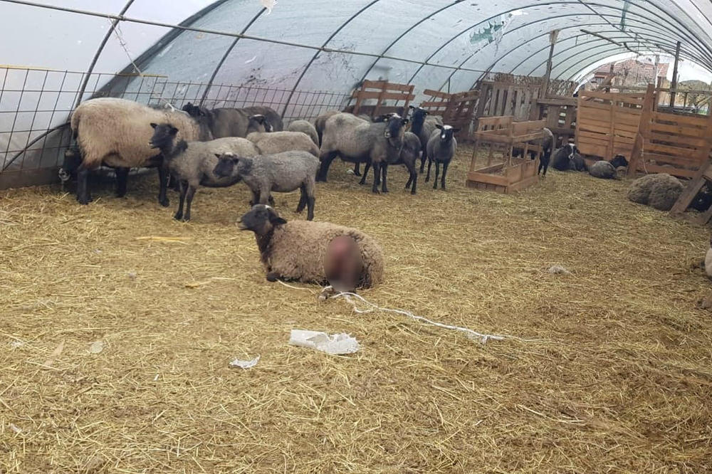 JOŠ JEDAN POKOLJ OVACA U NOVOM PAZARU: Psi upali drugu noć zaredom u Halkov tor i poklali još devet ovaca (FOTO)