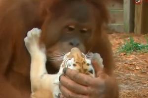 NAJNEŽNIJA MAJKA ZA PRIMER! Ženka orangutana usvojila tri mala tigra, pogledajte kako ih čuva i voli! (VIDEO)