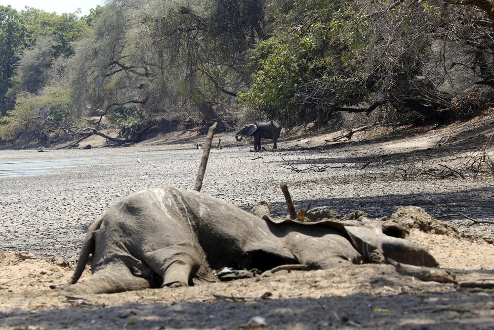 Zimbabve, slon, suša, smrt, 27 okt 2019