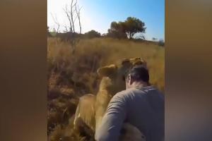 IPAK SU ONI SAMO MAČKE! Pogledajte kako se maze i umiljavaju lav i lavica sa čovekom u divljini, ali to nije sve, oni mu čak skaču u zagrljaj! (VIDEO)