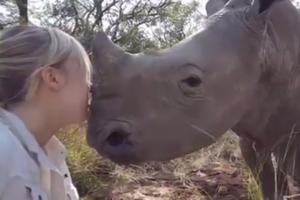 SIROČE NOSOROGA ŽELJNO LJUBAVI! Pogledajte kako napuštena beba životinje ljubi devojku koja je neguje! (VIDEO)