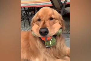 HA, HA, HA, KAKAV LUDI PAS! On mnogo voli da skuplja teniske loptice i sve gura sebi u usta!(VIDEO)