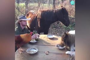NEVEROVATAN RUČAK ZA ČETVORO! Za istim stolom sede i jedu čovek, petao, pas i konj, ali samo on ima kašiku i pije iz flaše! (VIDEO)