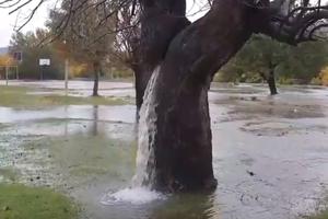PONOVILO SE ČUDO KRAJ PODGORICE: Iz čuvenog drveta potekla voda, a evo šta se krije iza ovog neobičnog fenomena (VIDEO)