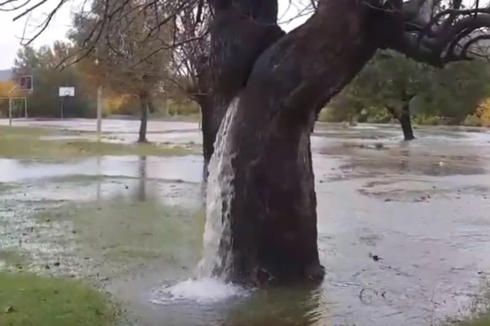 PONOVILO SE ČUDO KRAJ PODGORICE: Iz čuvenog drveta potekla voda, a evo šta se krije iza ovog neobičnog fenomena (VIDEO)