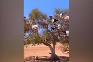 KOZJI HOR PEVA UGLAS! One su se popele na drvo, a kada ih on pozove, iste sekunde počinje pesma (VIDEO)