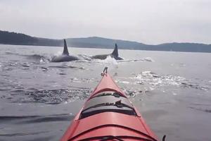 STRAŠNO ISKUSTVO! Krenula na vožnju kajakom, a onda je okružilo 30 kitova ubica! (VIDEO)