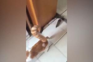DA LI JE OVO MOGUĆE?! Miš juri mačku, ona beži, a kad je sustigao čak je i ujeo za nogu! (VIDEO)