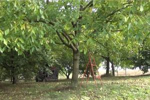 ČUDO U SELU KOD TOPOLE: Androvići u svom dvorištu imaju posebno drvo oraha koje rađa NEOBIČNE PLODOVE! FOTO