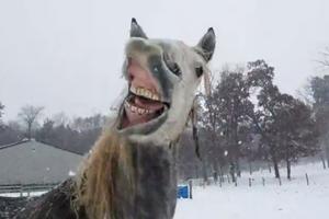 HA HA HA, KOLIKO JE LUD OVAJ KONJ! Životinja odlepila kada je prvi put videla sneg! (VIDEO)