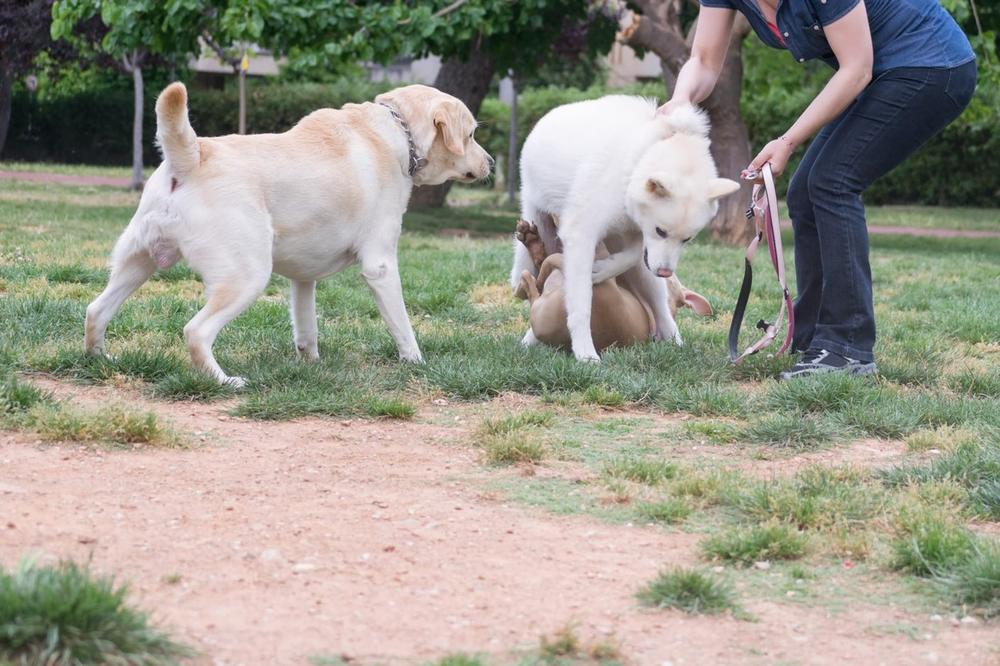 OPET NEKO TRUJE PSE PO BEOGRADU: Zatrovani komadi mesa rasuti po Banovom brdu i Žarkovu!