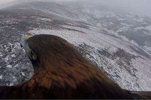 IMAĆETE OSEĆAJ DA LETITE! Evo kako izgleda svet iz perspektive jednog orla u letu (VIDEO)