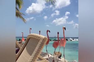 I VAS ĆE OČARATI! Ovih šest prelepih flamingosa prave društvo turistima na plaži (VIDEO)