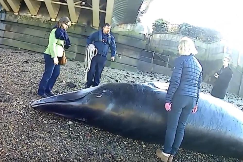 TUŽNA SLIKA NA OBALI TEMZE: Prolaznici pronašli mrtvog kita pod mostom (VIDEO)
