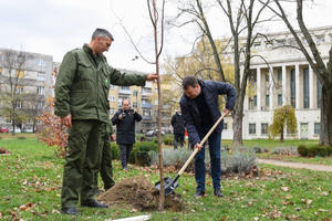 Počela Zelena nedelja u AP Vojvodini, u kojoj će biti zasađeno 10.000 sadnica topole, breze, crnog bora,hrasta i katalpe