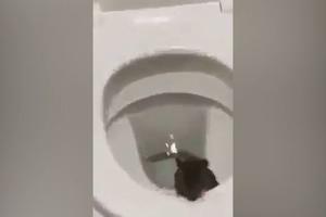 AKO STE OSTELJIVOG STOMAKA, OVO NE GLEDAJTE! Ogromni pacov ušao u WC šolju, popeo se i na dasku! (VIDEO)