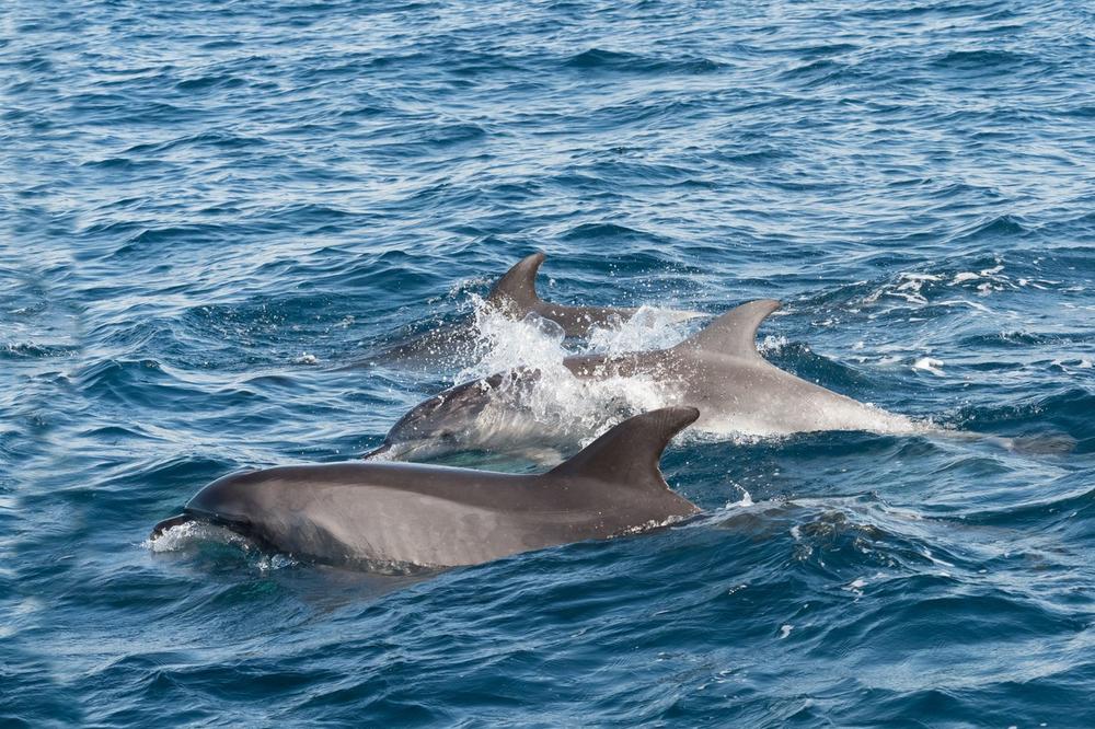 TRAGIČAN PRIZOR Više od 60 delfina pronađeno mrtvo na obalama Gane (FOTO)