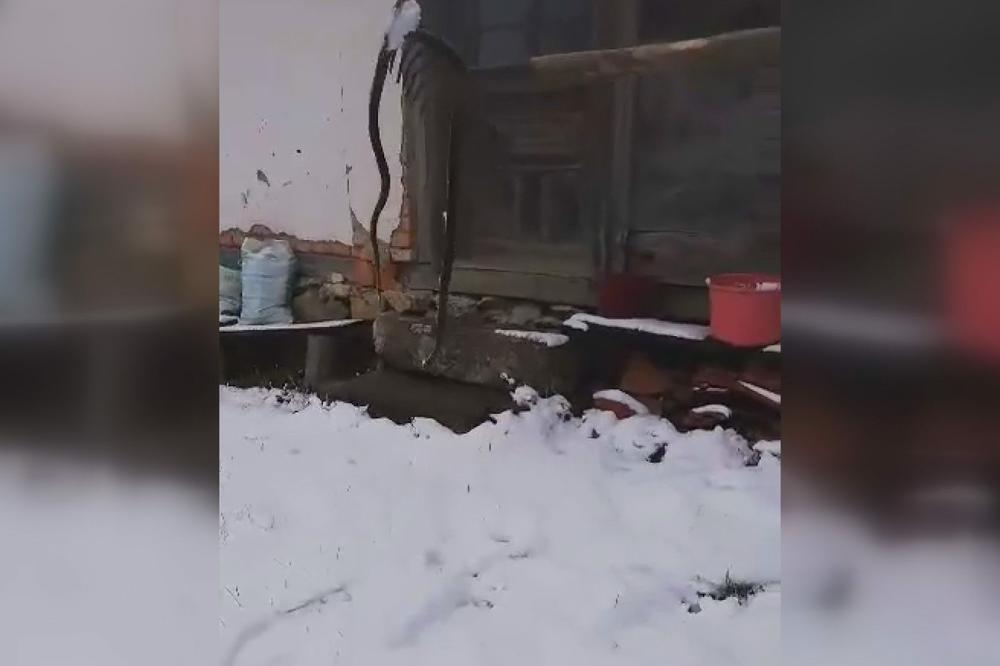 OVO NE SLUTI NA DOBRO, ZLOSLUTNO PREDSKAZANJE U KAONI: Pojavila se zmija u snegu kod Miloja, evo šta to znači (VIDEO)