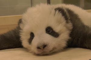 KOLIKO JE SAMO SLATKA! Beba panda pokušava da zaspi, ali ne može jer neprestano štuca! (VIDEO)
