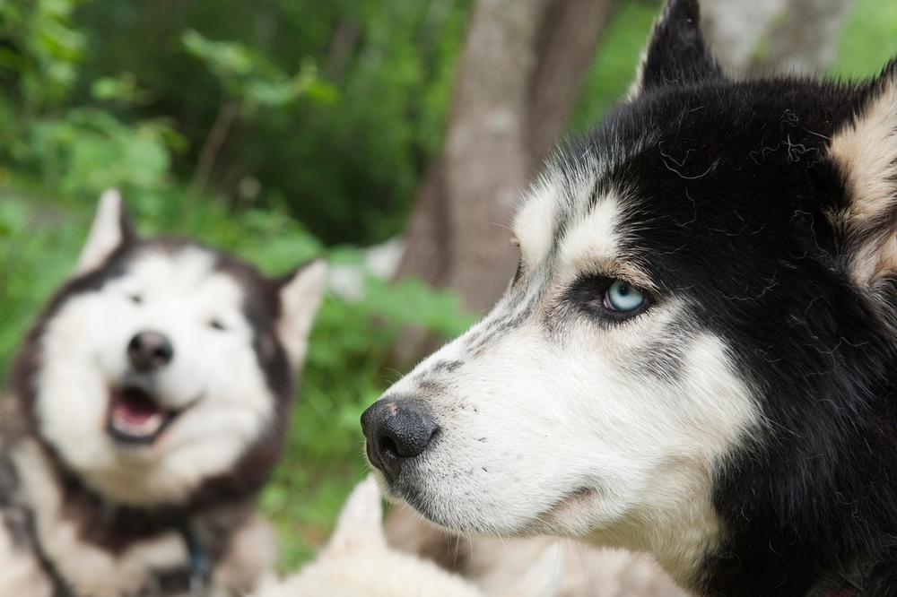 HOROR U ILEGALNOM UZGAJALIŠTU PASA U AUSTRIJI: Srpkinja držala pse bez hrane i vode, spasila ih policija i veterinari