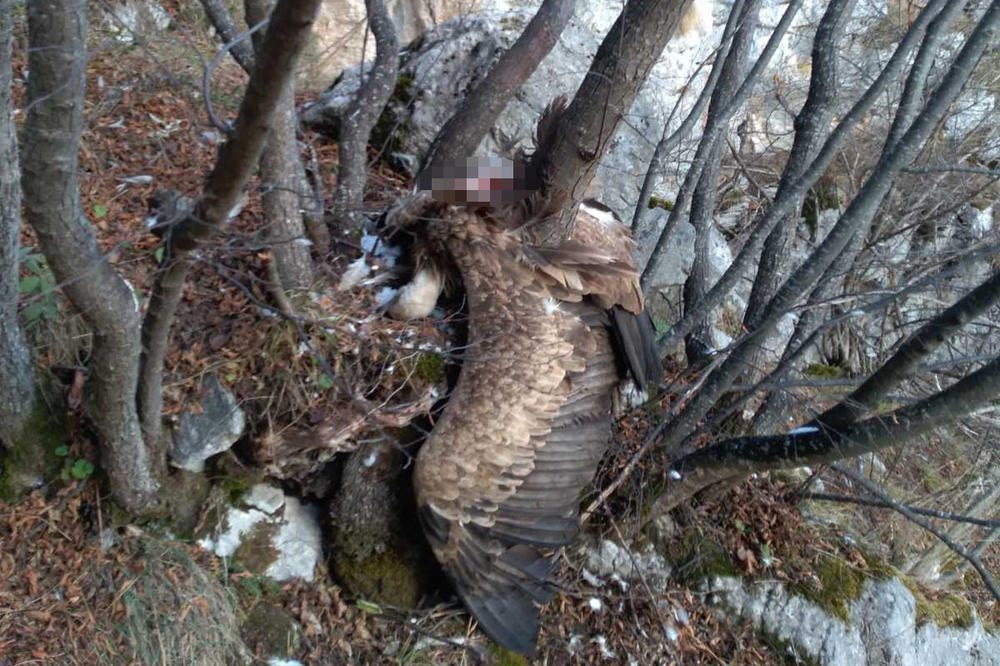 TRAGIČAN KRAJ POTRAGE ZA DOBRILOM! Čuvari koji su je pronašli nisu verovali šta vide: Prizor nas je prenerazio (FOTO)