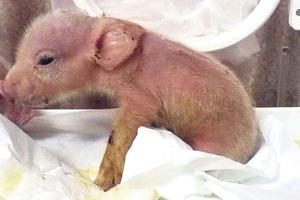 EKSPERIMENT KINESKIH NAUČNIKA: Ovo je prvi hibrid svinje i majmuna! (FOTO)