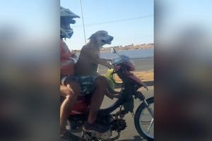 BUDUĆI ŠAMPION MOTO TRKA! Nećete verovati, ali ovaj pas zaista vozi motor bez ičije pomoći! (VIDEO)