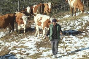 20 KRAVA DANIMA POD OTVORENIM NEBOM, POŽAR PROGUTAO ŠTALU: Porodica Ćeriman strahuje za stoku, zime na Javoru ledene