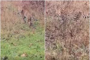 HRVATI U ŠOKU: Afrička divlja mačka snimljena kako luta poljima, a evo kako je tu dospela (VIDEO)