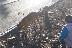 NESVAKIDAŠNJI PRIZOR U BLOKU 45: Radnici sređivali staze, a onda su se pojavila ova 2 psa i krenula da im pomažu! FOTO
