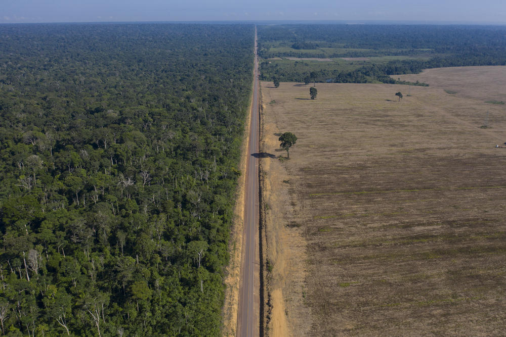 Amazonija, prašuma, seča šuma, 25.11.2019