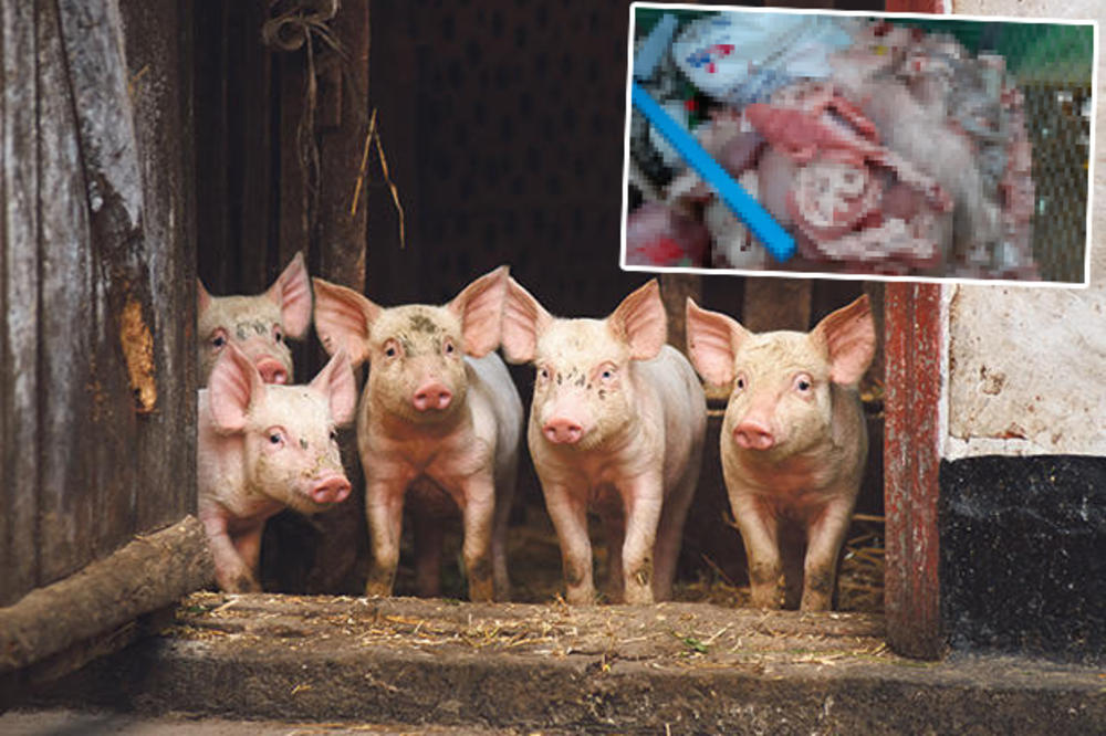 JEZIV PRIZOR KOD OSNOVNE ŠKOLE U ČAČKU: Delove svinja bacili u kontejner pored kojeg prolaze deca (UZNEMIRUJUĆE SLIKE)