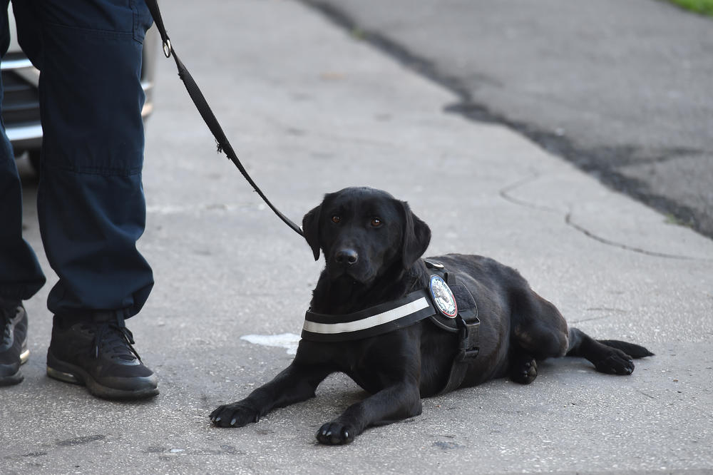 NOVI CARINIK POKLON IZ PARIZA Ovaj pas će tražiti drogu na granicama Srbije, ali naredbe prima SAMO NA FRANCUSKOM (FOTO)